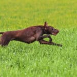 Jagender Hund: Effektive Lösungsansätze von Sonee Dosoruth