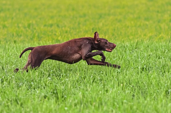 Jagender Hund: Effektive Lösungsansätze von Sonee Dosoruth