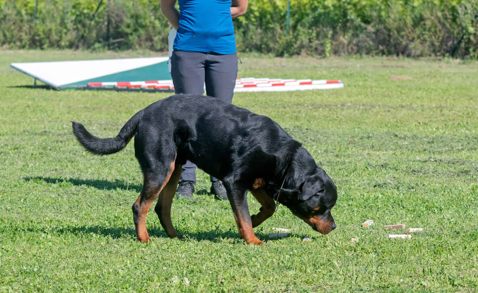 Hintergründe von herausforderndem Verhalten bei Hunden